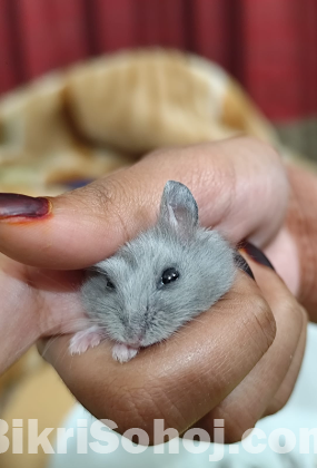 Male Campbell Dwarf Hamster